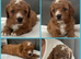 toy cavapoos!!!