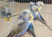 3 breeding pair of hagos