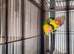 Lovebirds