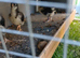 Chicks