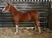 Future driven show Colt... The eye catcher