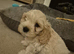 Boy Cavachon for sale