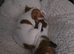 Jack russel pups