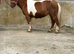 5yr old Unregistered Miniature Shetland Mare