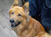 German shepard cross for [STUD]