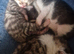 3 beautiful kittens for sale two male one female
