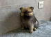 Beautiful teddy bear Pomeranian puppy'