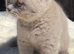 Pedigree British shorthair kittens