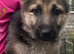 German Shepherd pups