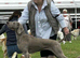 K c reg Weimaraner puppy