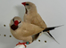 Beautiful pair of Isabel Shaft tail grass finches