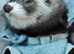 Ferrets reasy now all types colors beautiful