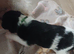 Beautiful wire fox terrier puppies 3 girls left