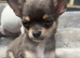 stunning chihuahua puppies READY to leave