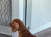 beautiful cockapoo puppies