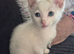 Boy kittens for sale
