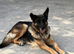 Kc registered German shepherd puppies