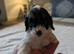Cockapoo puppies