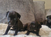 5 Beautiful Bedlington Whippet Puppies for Sale