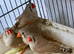 Zebra finches