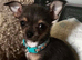 Stunning blue male chihuahua
