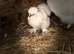 Splash Silkies and Cock