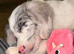 F1 Female Cockapoo Puppy