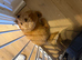 minature poodle puppy fully immunised flea wormed