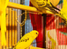 Young budgies