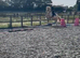 San cler bred cob ride and drive