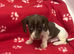Only 1 rare piebald mini dachshund boy left.