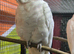 Little corolla bare eyed cockatoo proven breeding pair