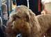 1 darling female chocolate cockapoo