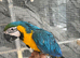 Ready Now Baby Handreared Friendly Super Tame Blue & Gold Macaw Parrot,22