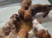 Minature Dachshunds (Short -haired)