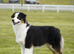 Australian Shepherd Black Tri Female