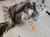 Tica registered maine coon kittens