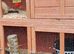 10 WEEK OLD FERRETS READY NOW IN FIFE