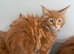 Maine coon kittens xl stunning friendly ginger girls and boys