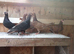 pigeons english barbs