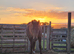 Sweet 12hh 6yo Gelding