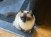 Full pedigree seal girl 4 year old and ragdoll boy for sale together due to family illness would prefer the both going together Romeo the boy has been