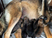 German Shepherd puppies for sale (Girls and boys)