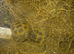 1 year old male and female tortoises with set up