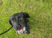 Beautiful loving one year old female