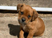 Boxer cross Rottweiler pups