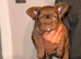 French bulldogs