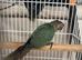 Baby turquoise conure