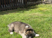 Adorable 9 week American Akita