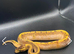 Enchi Pinstripe (Stinger Blast) Calico Ball Python